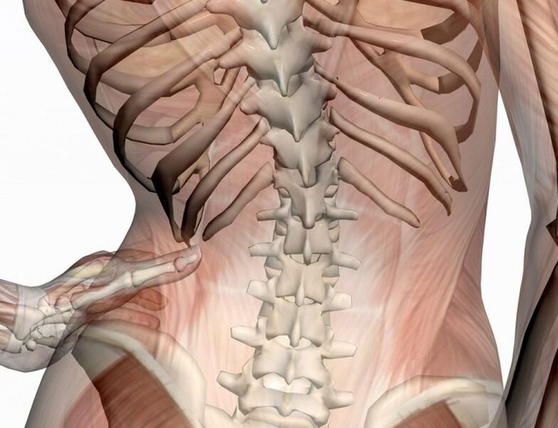 Estrutura da rexión lumbar